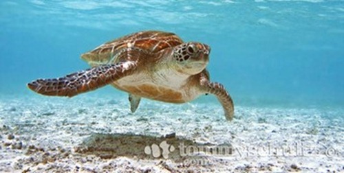 Sea Turtle Underwater Photography - Tubbataha Reef in Palawan