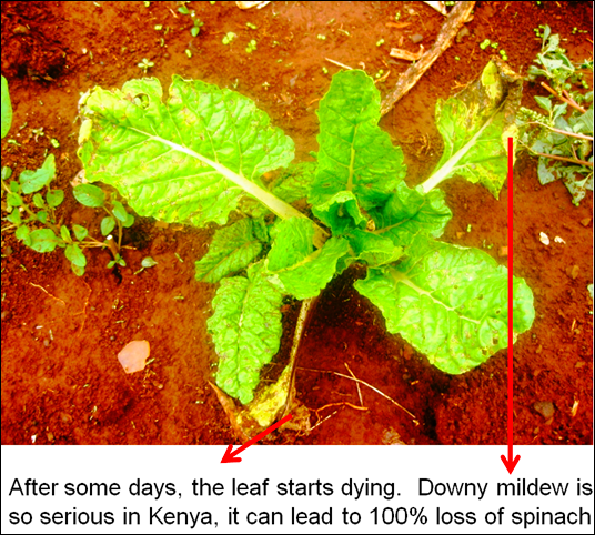 downy mildew in spinach 2