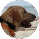 David Pollaks profile picture
