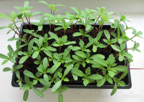 2013april30 marigold seedlings