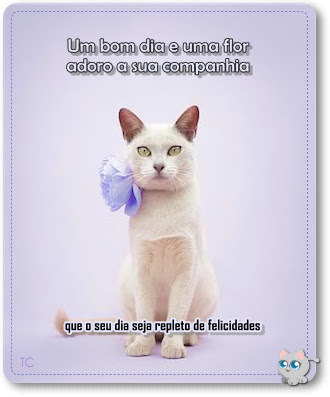 kitten_25.jpg