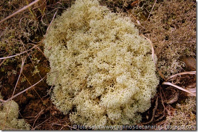 1570 S.Juan(Guía)-Moya(Liquen-Cladonia) 1570 S.Juan(Guía)-Moya(Liquen-Cladonia)
