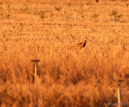 6. DSC_0087 curlew-kab