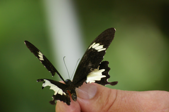 Papilio nephelus albolineatus FORBES, 1885. Lot n°2, Sukau, 15 août 2011. Photo : J.-M. Gayman