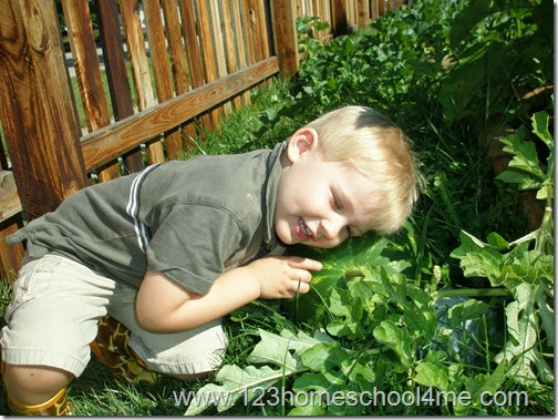 Kids tending to watermellon in kids garden Kids tending to watermellon in kids garden