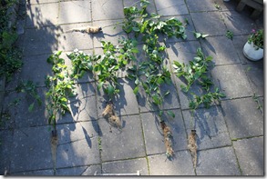 IMG_8720 IMG_8720