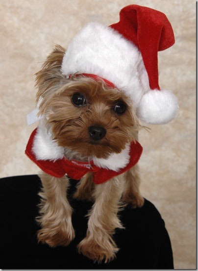 perro gorritos navidad (30)