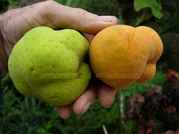 [Artocarpus%2520lakoocha%255B2%255D.jpg]