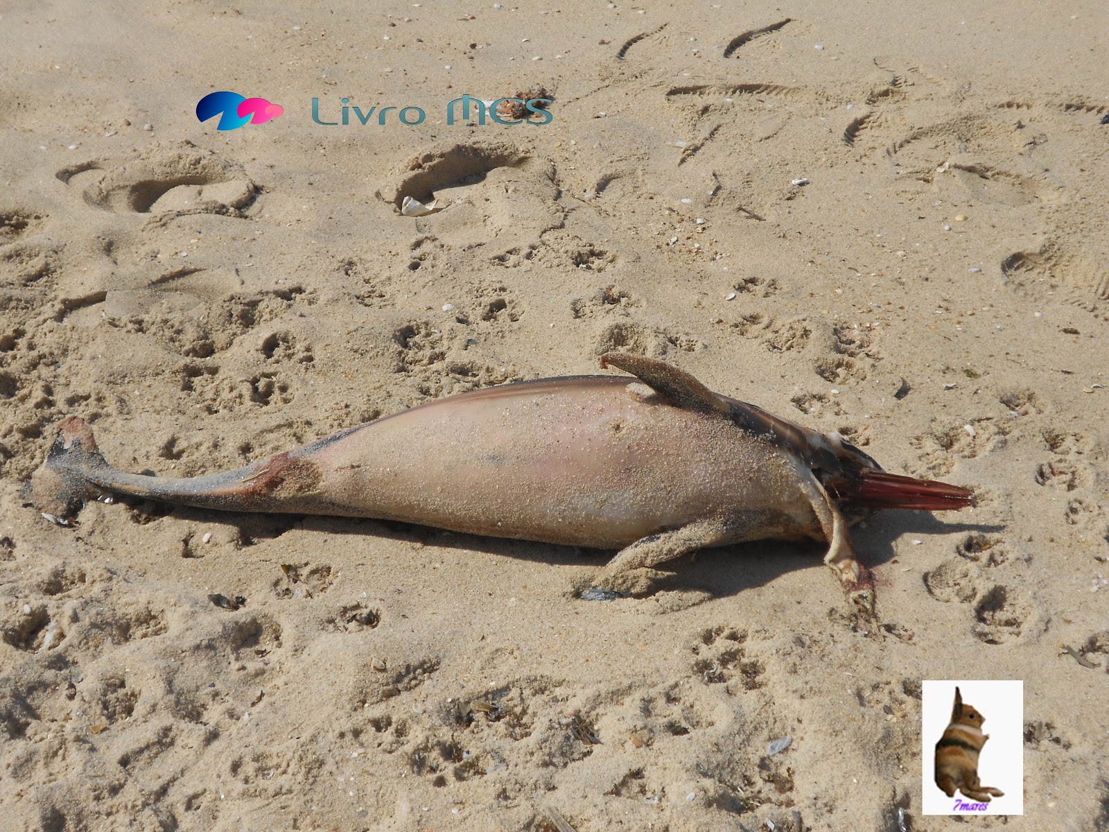 [Bolg%2520Gazeta%2520de%2520Espinho005%2520Livro%2520MCS%255B3%255D.jpg]