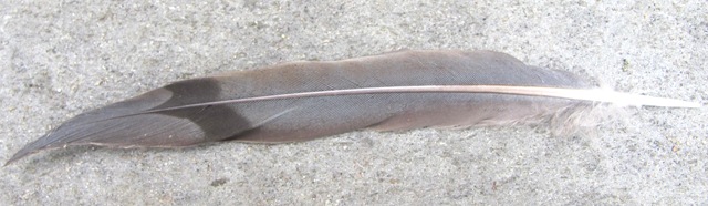 [feather%2520barred%25205%2520inches%255B3%255D.jpg]