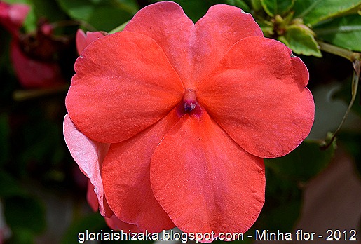 Glória Ishizaka - minhas flores - 2012 - 27