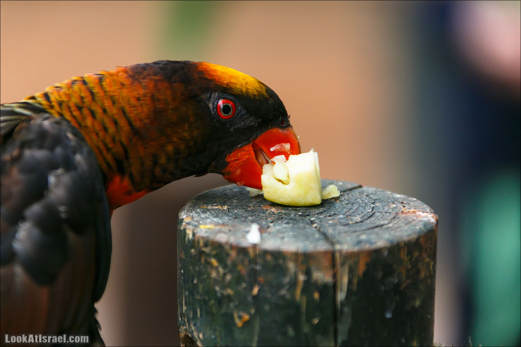 Ган Гуру - парк с кенгуру и другими австралийскими животными | Gan Guru | גן גורו | LookAtIsrael.com - Фото путешествия по Израилю