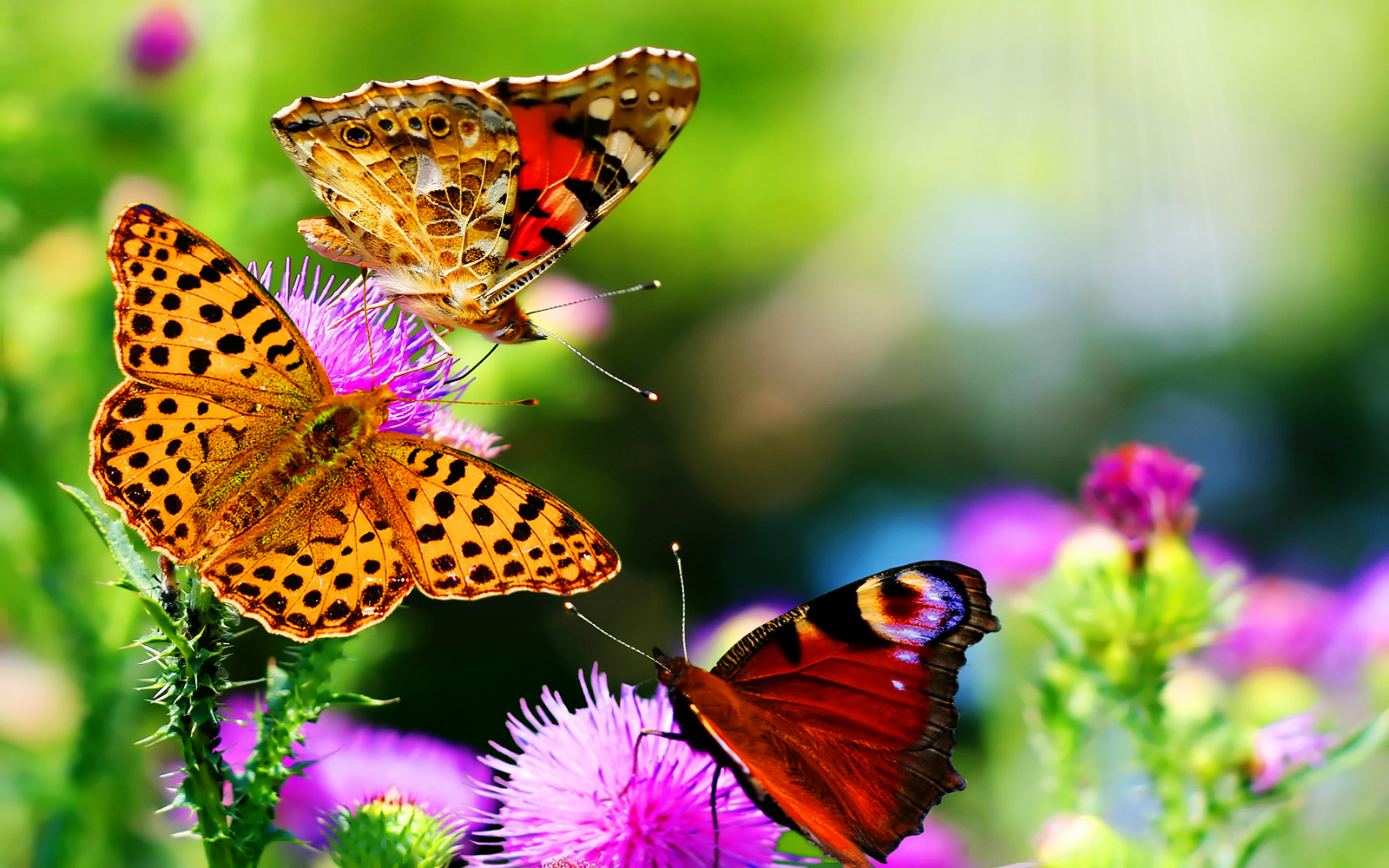 Butterfly_on_Purple_Flowers_HD_Nature_Wallpaper-Vvallpaper.Net.jpg