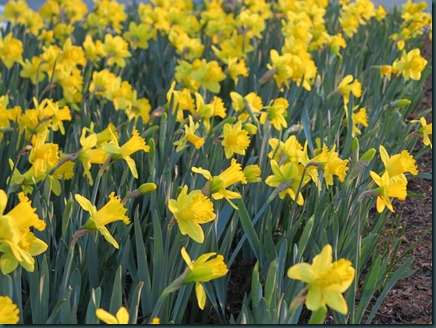 daffodils by Ann Begler