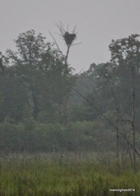 Bald Eagle Nest with two occupants