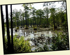 05 - view of Lake Juniper Cypress Swamp