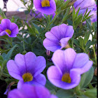 Calibrachoa Hybrid