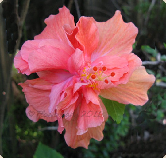 11-24-hibiscus2