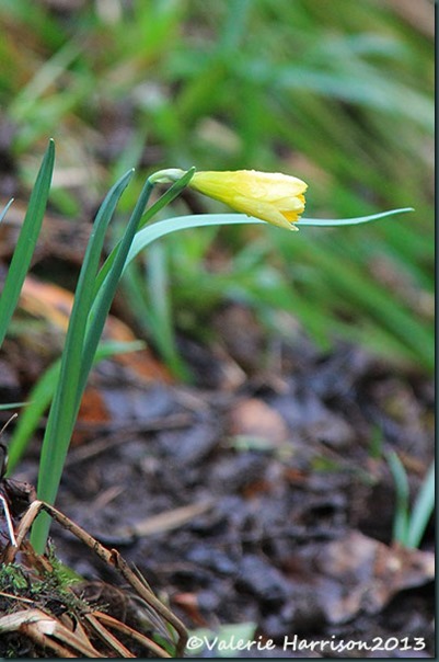 7-daffodil