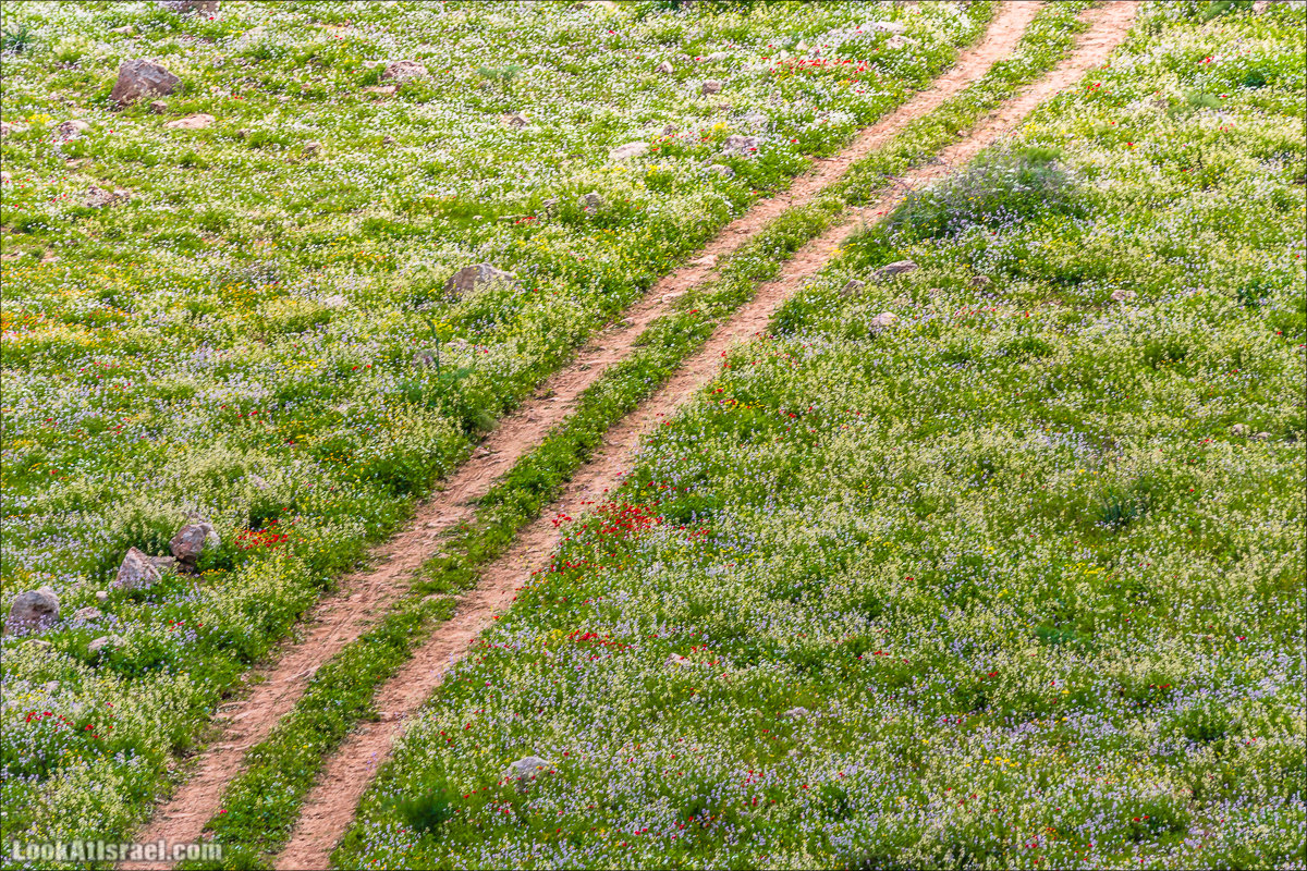 LookAtIsrael.com - Ручей (нахаль) Талкид | Nahal Talkid | נחל תלקיד
