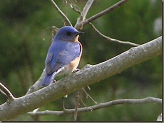 Bluebirds 1-1-2004