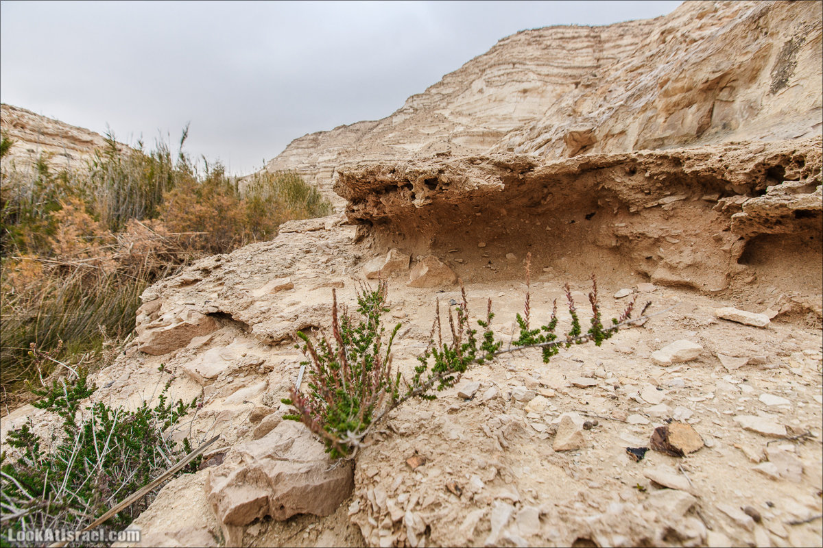 Ручей Акев и источник Эйн Акев в пустыне Негев. LookAtIsrael.com - Фото путешествия по Израилю