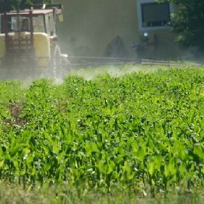 Ancora una volta uno scandalo che ruota attorno alla multinazionale Monsanto.
