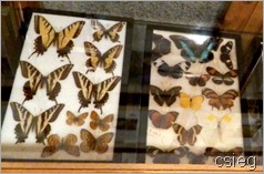 Butterflies  (2)l-1