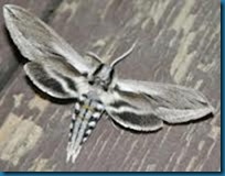 Vashti sphinx moth