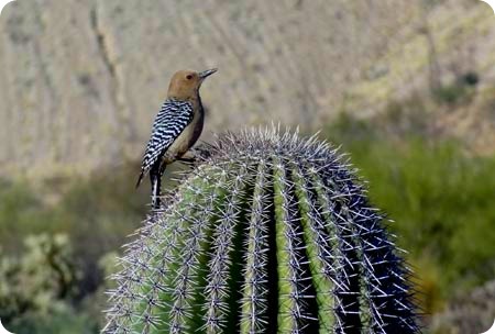 bird-on-cactus