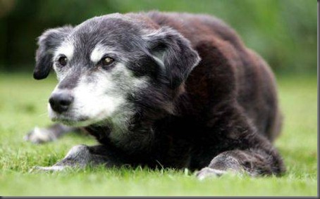 oldest-dogs-guinness-world-03