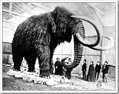 Woolly mammoth via Animal Planet, picture uncredited