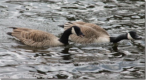 3-canada-geese