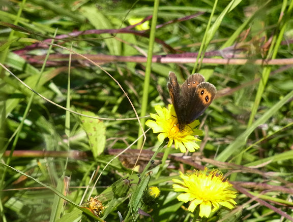 Erebia aethiops (Esper, 1777). Khasaut (2000 m), au sud-ouest de Kislovodsk (Karatchaïevo-Tcherkesskaïa), 17 août 2014. Photo : J. Michel