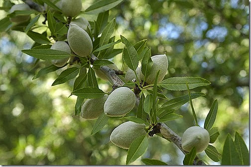 almond-tree-01