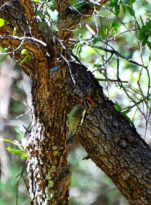 10. Red-naped sapsucker-kab