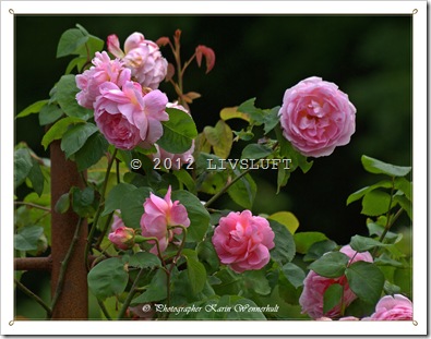 1-P1016529RC 1-P1016529RC