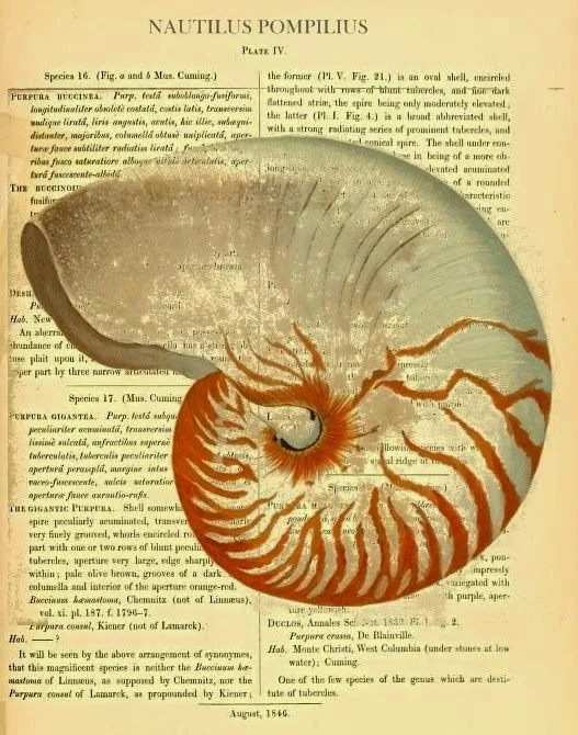 CONFESSIONS OF A PLATE ADDICT Vintage Chambered Nautilus print