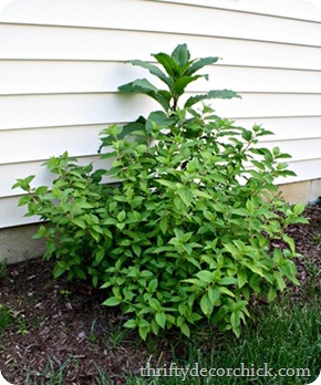 how to grow hydrangea how to grow hydrangea