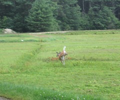 7.26.2012 deer on morse bros bog running away