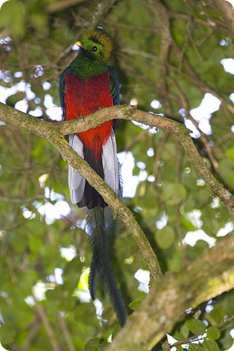 quetzal maschio