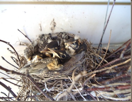 robins in nest