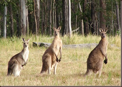 Amazing Animal Pictures Kangaroo (5)