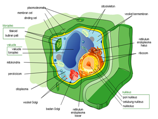 Bagian sel tumbuhan dan fungsinya