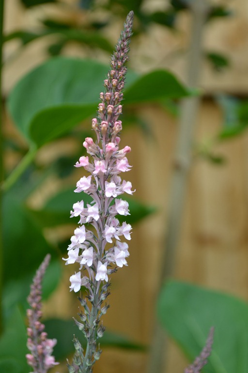 [New%2520variety%2520of%2520Loosestrife%2520-%2520champagne%2520pink%255B4%255D.jpg]