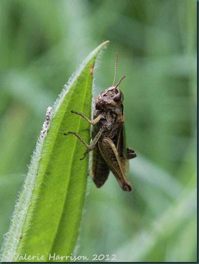 32-grasshopper