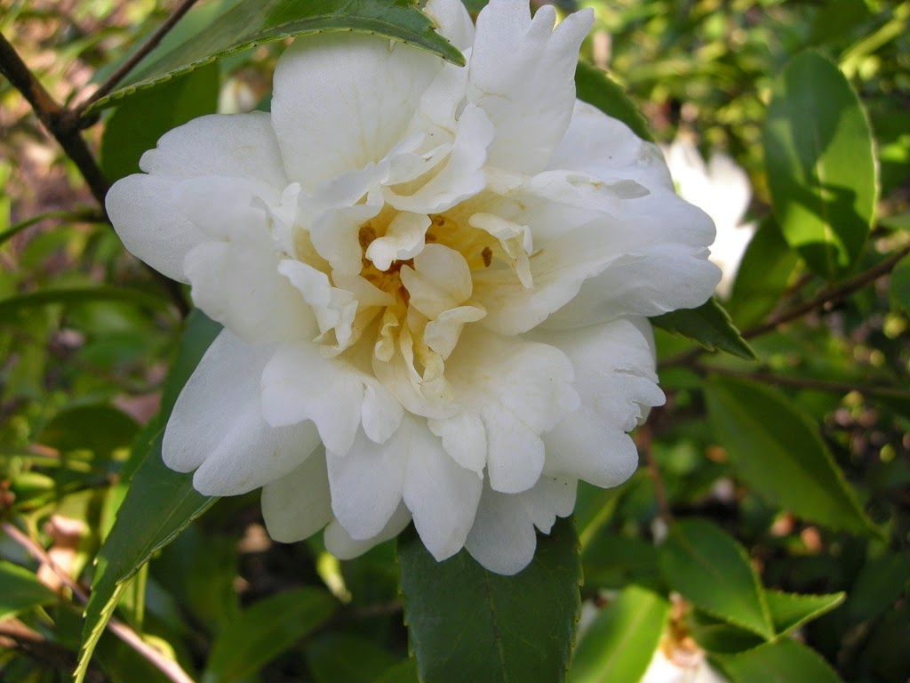 [camellia105.jpg]