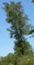 Populus trichocarpa Populus trichocarpa