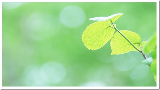 Fresh_green_leaves_JK163_350A