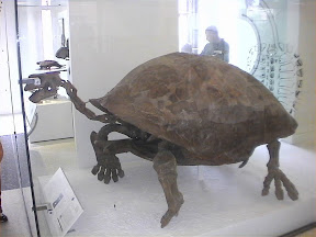 146 - Esqueleto de tortuga en el Museo de Historia Natural.jpg